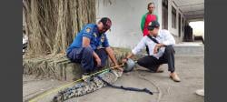 Resahkan Warga, Buaya Sepanjang 2 Meter Ditangkap