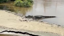 Geger Kemunculan Seekor Buaya Muara di Krueng Teunom, Hingga Jadi Tontonan Warga