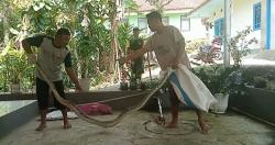 Warga Tangkap 2 Ular Sanca Kembang Sepanjang 2,5 dan 3 Meter yang Masuk Pemukiman di Tasikmalaya