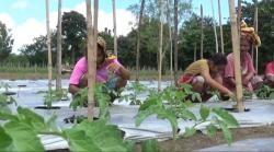 Kisah Inspiratif Frater Ginting, Bangun Kebun Demi Hidupi Umat Kurang Mampu di Dusun Banopo
