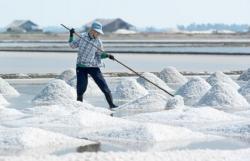 Impor Garam Jadi Petaka Petani, Diyakini Merembes Harga Bakal Hancur