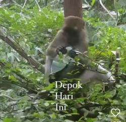 Terekam Kamera Warga, Monyet di Depok Ini Jadi Pelaku Pencurian Spion Kendaraan