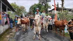 Syawalan, Warga di Desa Sruni Boyolali Mengarak Ratusan Sapi Keliling Kampung