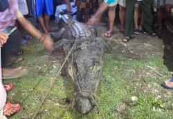 Buaya Muara yang Terkam Warga Sumur Pandeglang Berhasil Ditangkap, Warganet Heboh!