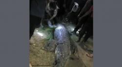 Terkam Pemancing hingga Nyaris Tewas, Buaya 4 Meter Ditangkap Warga