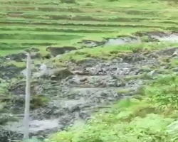 Viral Sawah Digulung Lumpur di Ponorogo, Viral di Media Sosial