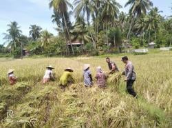 Turun ke Sawah, Kanit Binmas dan Bhabinsa Koramil 08 Gandapura Bantu Petani Panen Padi