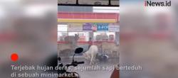 Lucu, Ada Sapi Kehujanan Berteduh di Minimarket