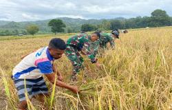 Dukung Ketahanan Pangan di TTU, Satgas Yonkav 10/Mendagiri Bantu Warga Desa Sono Panen Padi