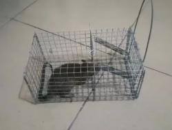 Catat ! 12 Cara Ampuh Usir Tikus di Rumah tanpa Gunakan Racun, hanya Pakai Bahan Alami