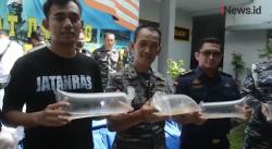 Penyelundupan Ribuan Benih Lobster Ilegal Senilai Rp50 Juta Digagalkan Lanal Cilacap