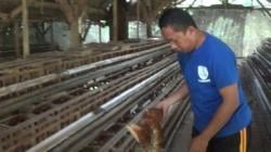 Peternak Ayam Petelur di Purwakarta Merugi Gegara Cuaca Panas