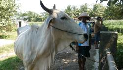 Gara-gara Lato-lato, Harga Sapi Menjelang Idul Adha di Kebumen Anjlok Drastis