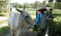 Lato-lato Serang Sapi, Warga Kebumen Jadi Enggan Makan Bakso