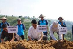 Jaga Ekosistem, Tembakau Mulai Di Tanam Petani Sumbing