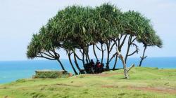 Intip Puncak Guha Garut Keindahan Alam Pesisir Pantai Selatan