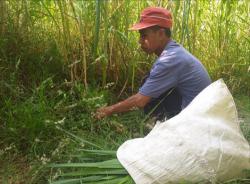 12 Tahun Menabung Hasil Bertani dan Beternak, Warga Desa Terpencil Berangkat Haji