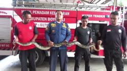 Ular Piton 2.5 Meter Masuk Ke Dalam Pipa Saluran Pembuangan di Boyolali