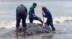 Puluhan Warga dan Nelayan Ikut Bantu Kuburkan Bangkai Hiu Paus Raksasa di Aceh