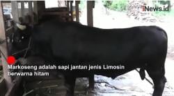 Ini Penampakan Sapi Markoseng,  Pilihan Kurban Presiden Jokowi