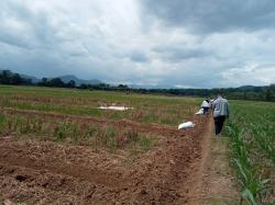 Petani Milenial di Pattallassang Sulap Ribuan Hektar Lahan Tandus Jadi Produktif