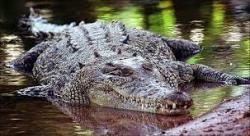 Mandi di Sungai, Dua Bocah di Mentawai Nyaris jadi Santapan Buaya Ganas