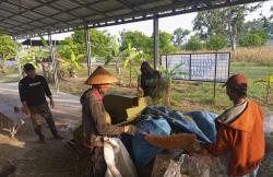 Sukses Uji Coba, Tebon Jagung Chopper Hasil Inovasi LPT Kendal Siap Tembus Pasar