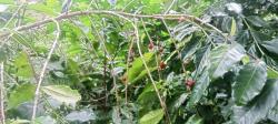 Harga Meroket, Petani di Colol Keluhkan Hasil Produksi Kopi Menurun