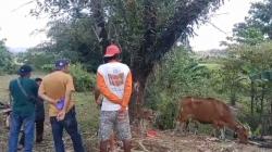 Terserang Jembrana, Puluhan Ekor Sapi di Barru Mati Mendadak