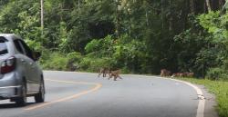 BKSDA Kaltim Tegas Larang Warga Beri Makan Satwa di Sekitar IKN