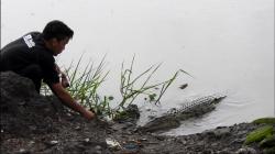 Buaya 2 Meter Muncul di Jembatan 12 Pangkalpinang, Warga Beri Makan 2 Kilo Ayam per Hari