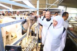 Jelang Hari Raya Idul Adha, Gubernur Jatim Khofifah Indar Parawansa Sidak Peternakan Kambing