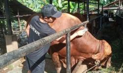 Penampakan Bruno, Sapi Kurban Presiden Jokowi Berbobot 850 Kg dari Jambi