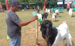 Jelang Idhul Adha, Puluhan Kambing Ikut Kontes