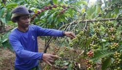 Sering Hujan di Malam Hari, Panen Kopi di Batang Turun