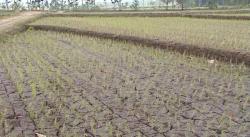 Anggota DPRD Minta Dinas Pertanian Karawang Antisipasi Kekeringan Sawah