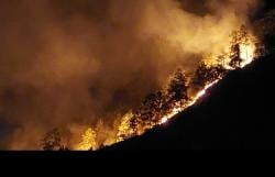 Hutan Pinus di Tepi Danau Lut Tawar Terbakar, Pemadaman Terkendala Akses Sulit dan Angin Kencang