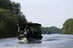 Susur Hutan Mangrove Surabaya, Melihat Burung Liar yang Indah