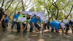 Ekowisata Mangrove Wonorejo Surabaya Ditahami Ribuan Bibit Pohon Mangrove   