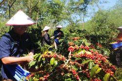 Kopi Arabika Ijen Panen Raya, Harga dan Produktivitas Petani Meningkat