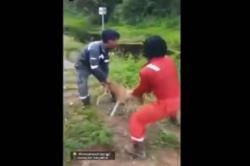 Tega Lempar Anjing Hidup-hidup ke Rawa Penuh Buaya, 2 Pekerja Tambang Ditangkap Polisi