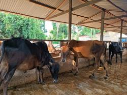 Jelang Idul Adha, Permintaan Sapi Turun Diikuti Harga Daging Ayam dan Cabai Merah