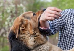 25 Warga Riau Terkena Rabies