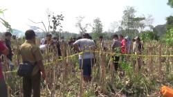 Jasad Wanita Muda Diduga Korban Pembunuhan Ditemukan di Ladang Jagung