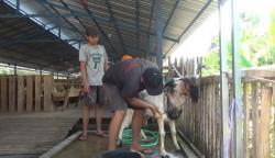 Melihat Salon Kambing di Ponorogo, Ramai Jelang Idul Adha