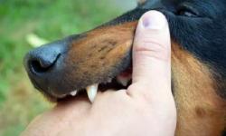 Delapan Nyawa Melayang Akibat Rabies di Manggarai Timur, Pemda Gencarkan Vaksinasi dan Edukasi