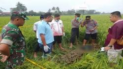 Sadis! Seorang Gadis di Cilacap Ditemukan Tewas Tanpa Busana, Mayatnya Dibenamkan di Sawah