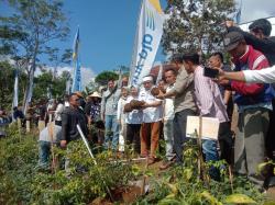 Petani di Singajaya Garut Budidayakan Porang Secara Masif, Target Produksi 10 Ribu Ton