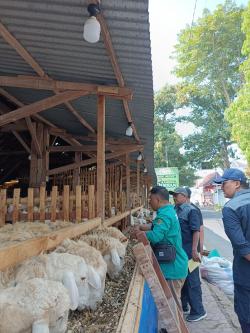 Antisipasi Penyakit,  Petugas Sidak Hewan Kurban di Kandang Ternak