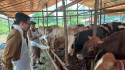 Jelang Idul Adha, Pemprov Banten Sidak Dokumen Hewan Kurban